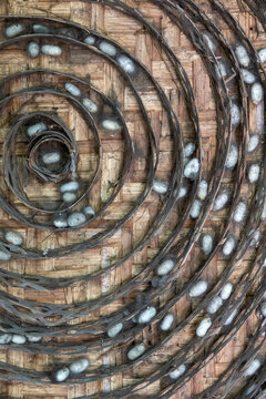 Silkworm cocoons arranged in a spiral bamboo frame, Dhaka Division, Dhaka, Bangladesh