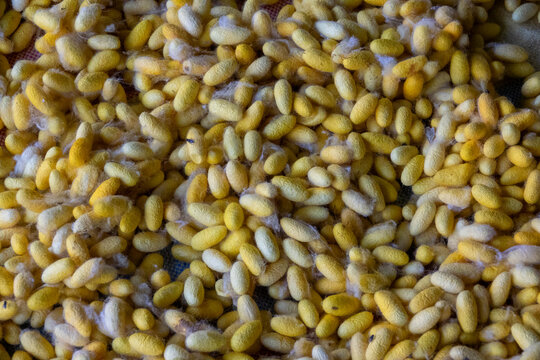 Close-up of a heap of yellow silk cocoons, Dhaka Division, Dhaka, Bangladesh