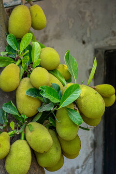 Jackfruits growing on a tree trunk, Pabna District, Rooppur, Bangladesh