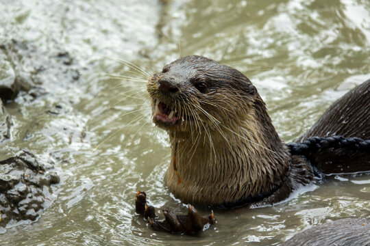 Close-up of a trained otter with mouth open in muddy water, Khulna Division, Narail, Bangladesh