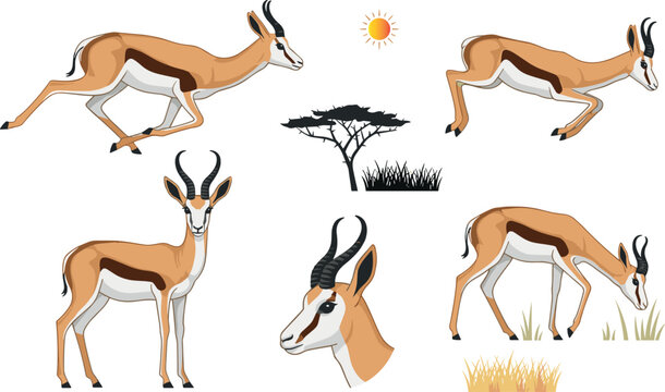 African Springbok Antelope Vector Illustration Set Featuring Running, Standing, Grazing Poses with Safari Acacia Tree and Savannah Elements for Wildlife Designs