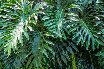 Sunlight illuminating large split-leaf Thaumatophyllum bipinnatifidum foliage. © Jassem