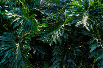 Sunlight illuminating large split-leaf Thaumatophyllum bipinnatifidum foliage. © Jassem