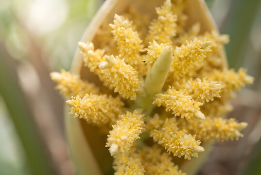 &bull;	Tiny clustered blossoms of a blooming areca nut tree flower