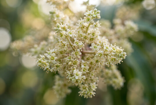 Cluster of tiny delicate wild mango blossoms (Mee Amba flowers)