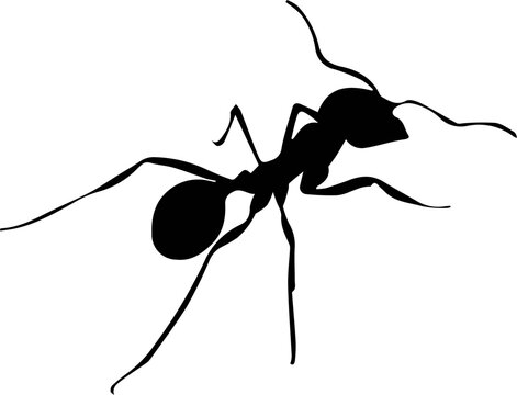 ant vector illustration