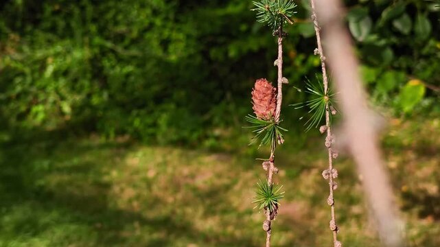 Close up of small dry Larix decidua larch cones attached to a thin twig in a sunlit mountain forest with green bokeh background.
