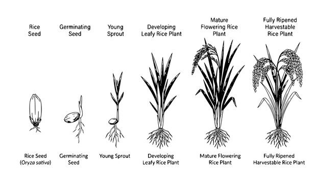 Oryza Sativa Rice Growth Cycle Seed Germination to Harvest Vector