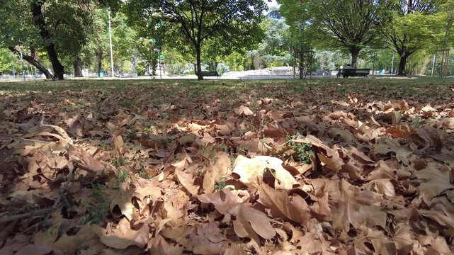 Milan, Italy, an early autumn , dry leaves are falling from the trees due to drought and an excessively hot summer. Global warming and climate change in the city park - aridity 