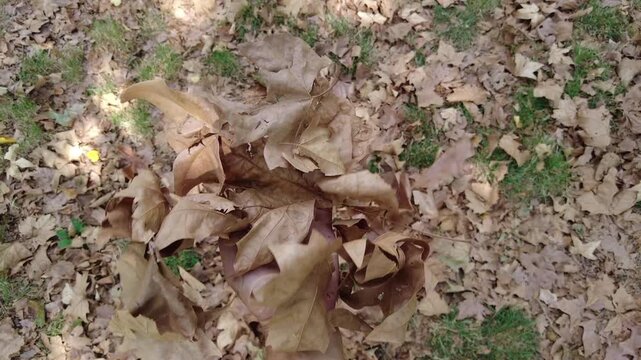 Milan, Italy, an early autumn , dry leaves are falling from the trees due to drought and an excessively hot summer. Global warming and climate change in the city park - aridity 