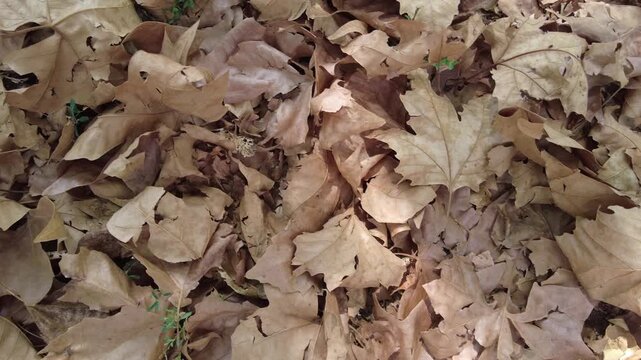 Milan, Italy, an early autumn , dry leaves are falling from the trees due to drought and an excessively hot summer. Global warming and climate change in the city park - aridity 
