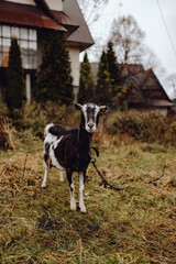 Fototapeta premium Black and white goat grazing in a field
