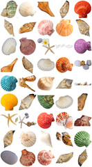 Collection of various seashells and starfish isolated on transparent background © Trieu