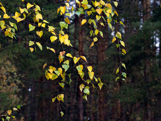 Drooping birch branches with autumn leaves beginning to turn yellow, set against a backdrop of coniferous forest. The onset of autumn. An autumn landscape featuring yellowing birch leaves. © Svetlana
