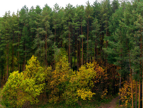 An overhead view of an autumn forest. Small deciduous trees grow beneath tall pines. The foliage is beginning to turn yellow and orange. A panoramic view. Early autumn.