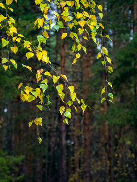 Birch branches with autumn leaves against the green backdrop of a coniferous forest. The foliage is beginning to turn from green to yellow as the cold weather approaches. Early autumn. Vertical shot.
