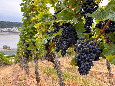 R&uuml;desheim, Germany, August 10, 2026 selective focus on ripe grapes in rudesheim vineyard