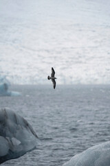 The glacier bird flying over the iceberg in Iceland