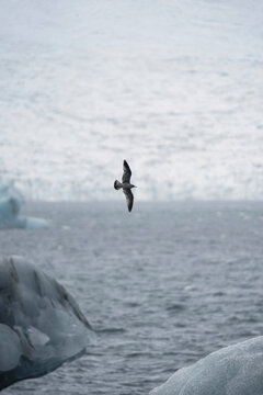 The glacier bird flying over the iceberg in Iceland