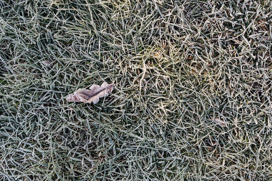 Grass covered in frost textured background