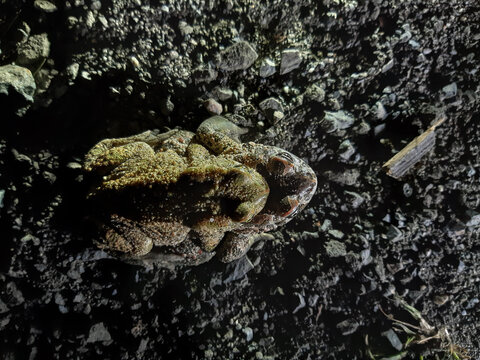 Couple of European Green Toad (Bufotes viridis viridis) in amplexus on a gravel path in the dunes at night, from above, Catanzaro, Italy 