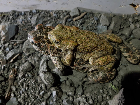 Couple of European Green Toad (Bufotes viridis viridis) in amplexus wandering in the dunes at night, dorsal view, Catanzaro, Italy 