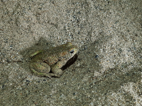 Male of European Green Toad (Bufotes viridis viridis) with sand on the skin, at night, Catanzaro, Italy