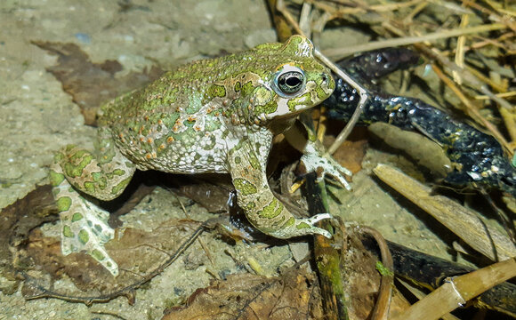 Close up of the European Green Toad (Bufotes viridis viridis) in shallow water, male, at night, Catanzaro, Italy