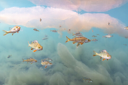School of Fish in an Ethereal Underwater Landscape