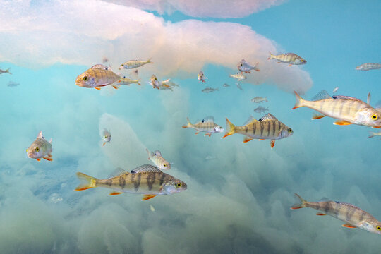 European Perch Swimming Beneath Colorful Reflections