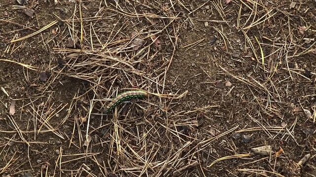 Wasp attacking a green pine sphinx moth caterpillar on dry pine needle litter on a mountain forest floor in bright natural light.