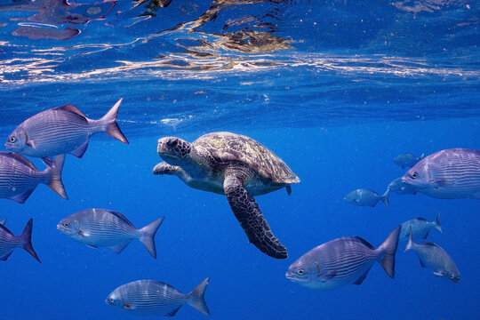 Green Letherback Sea Turtle Swimming with Group of Silver Trevally Fishes Beneath the Ocean Surface with Saltwater Reflection