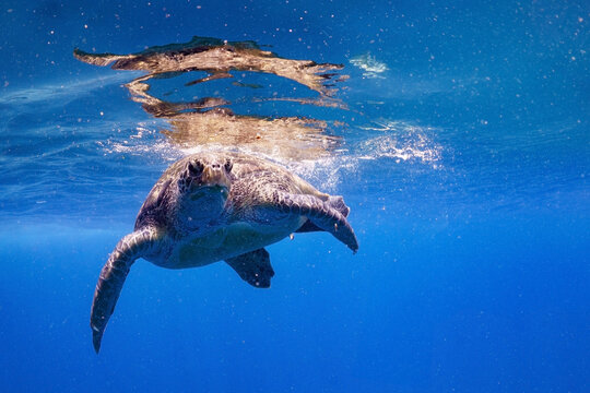 Green Letherback Sea Turtle Swimming Alone Beneath the Ocean Surface with Saltwater Reflection