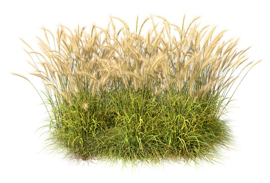 Long feathery grass dense isolated transparent backgrounds 3d rendering png
