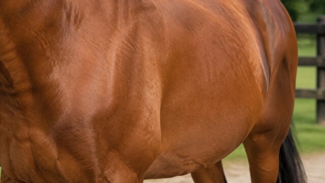 Close-up of the muscular flank and hindquarters of a chestnut bay horse showing defined veins and shiny copper coat with a dark wooden fence and green grass behind