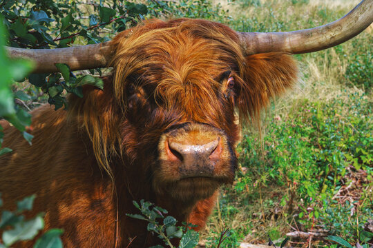 Highland cow with wide curved horns and long reddish coat standing among green plants, close pastoral portrait in natural countryside setting