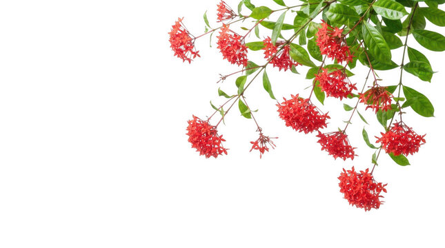 Red ixora flowers isolated on transparent background
