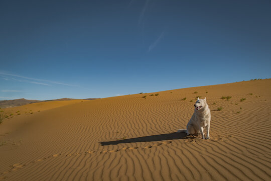 Beautiful white dog sitting on a sand dune in a desert under a clear blue sky, pet travel and adventure concept