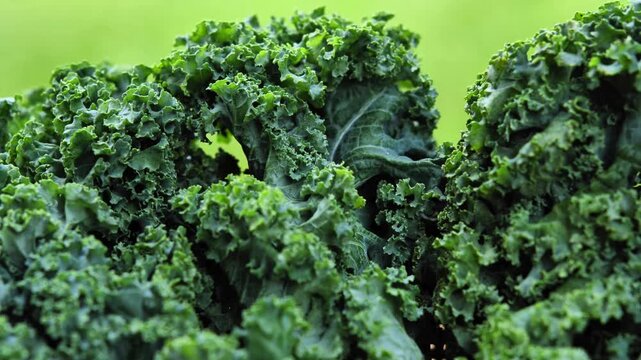 Fresh Kale Leaves in Natural Light