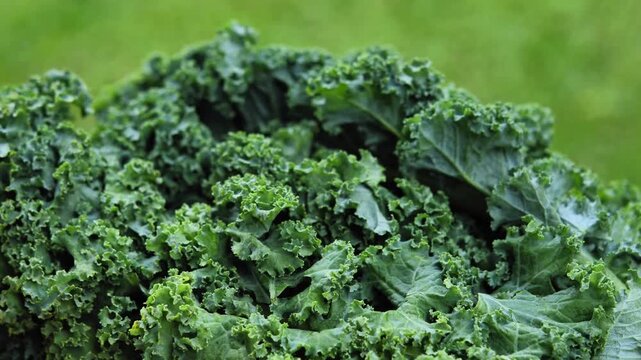 Fresh Kale Leaves in Natural Light