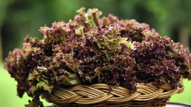 Fresh red oak lettuce arranged in a woven basket