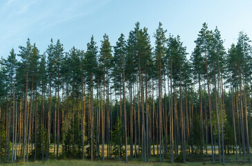 Tall pine trees in summer forest at sunset. Young coniferous woodland with straight trunks and green crowns against blue sky. Nature landscape, ecology and forestry concept for environmental design. © Svetliy