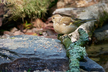 Juvenile Chaffinch (Fringilla coelebs) feeding © Stephen