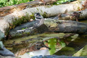Long-tailed Tit (Aegithalos caudatus) in reflecting pool © Stephen