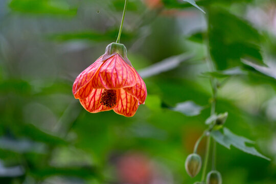 Red lantern-shaped flower of Abutilon pictum (Abutilon striatum) also known as redvein abutilon or Chinese-lantern in Sochi