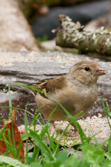 Juvenile Chaffinch (Fringilla coelebs), close up, vertical © Stephen