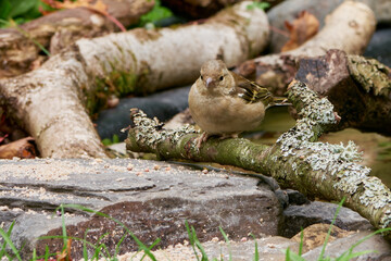 Juvenile Chaffinch (Fringilla coelebs) feeding © Stephen