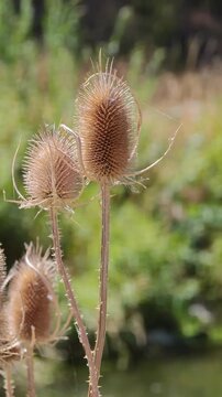 Macro view of dried wild teasel plant heads with spiky seed cones outdoors in bright daytime sunlight, displaying detailed natural botanical texture in a park field.