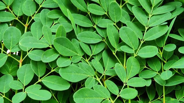 	
Fresh Moringa Leaves in Natural Light	
