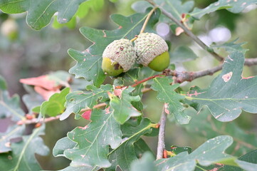 acorn hanging from a tree oak leaf background nature summe © pedro